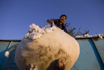 Man liftin heavy sack of cotton in Uzbekistan
