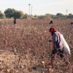 Uzbekistan cotton worker