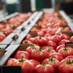 Tomatoes placed in cardboard boxes stored at a vegetable processing plant