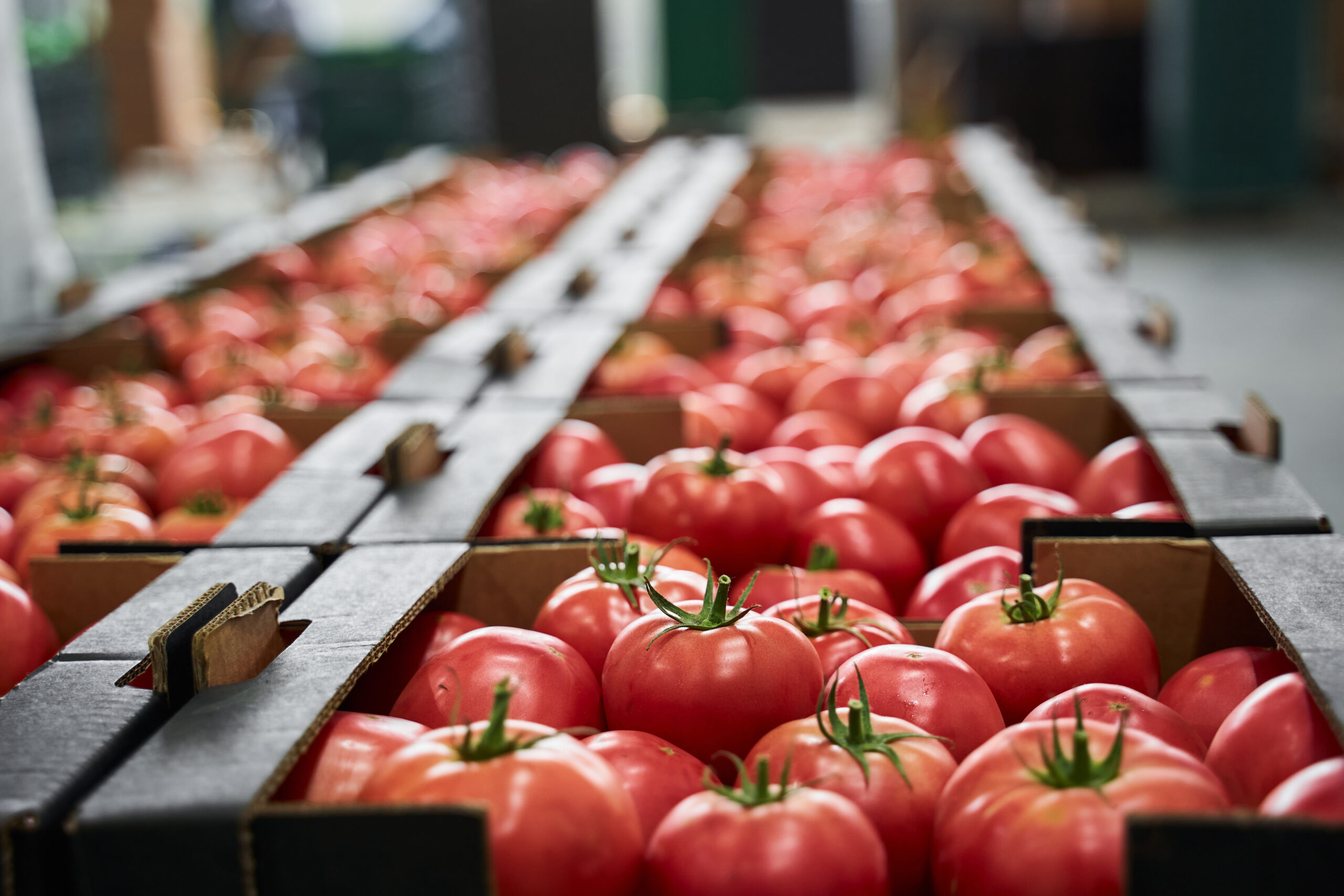 Tomatoes placed in cardboard boxes stored at a vegetable processing plant