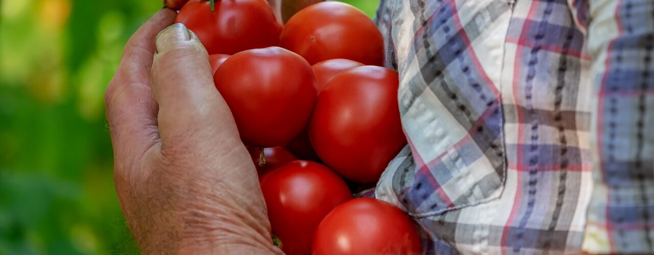 Man holding tomatoes