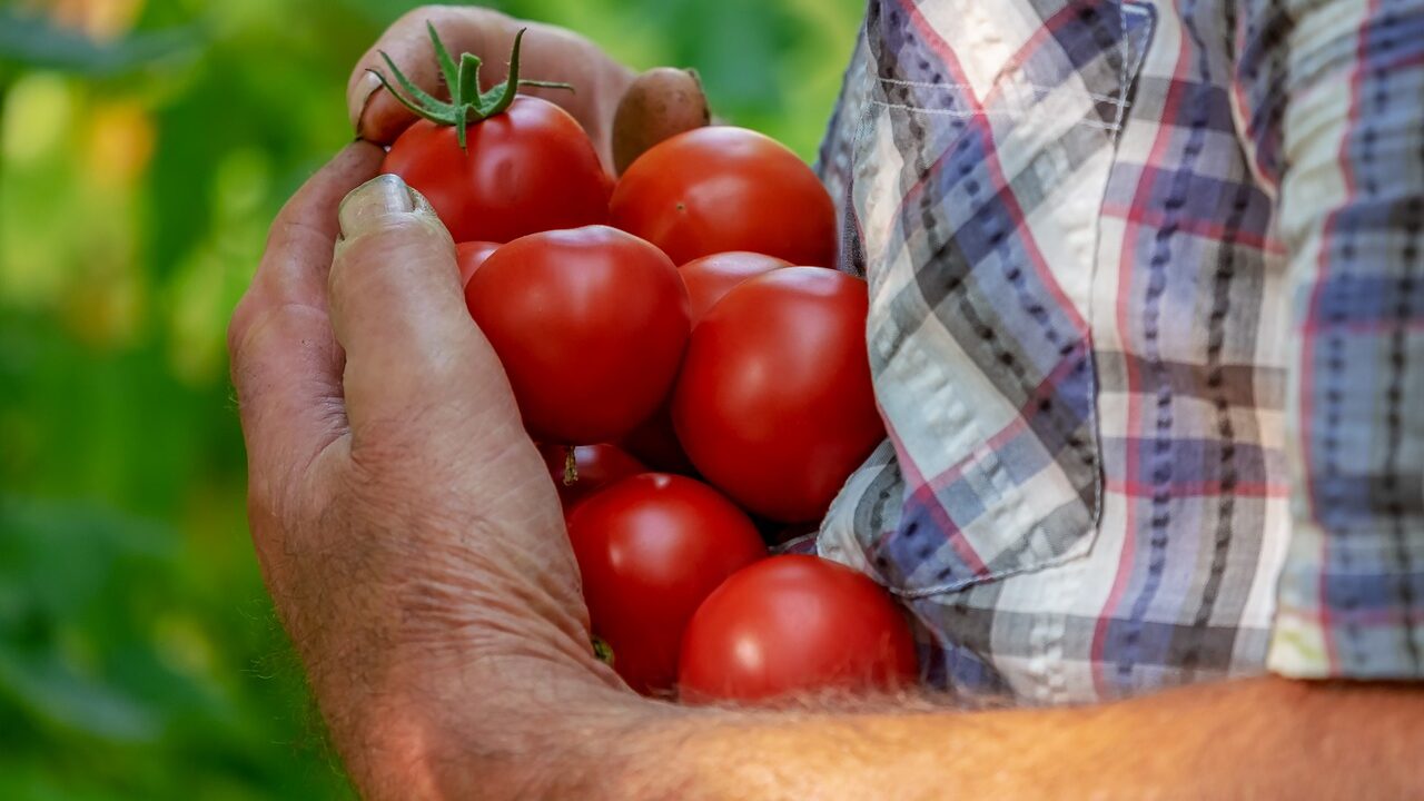 Man holding tomatoes in his hands